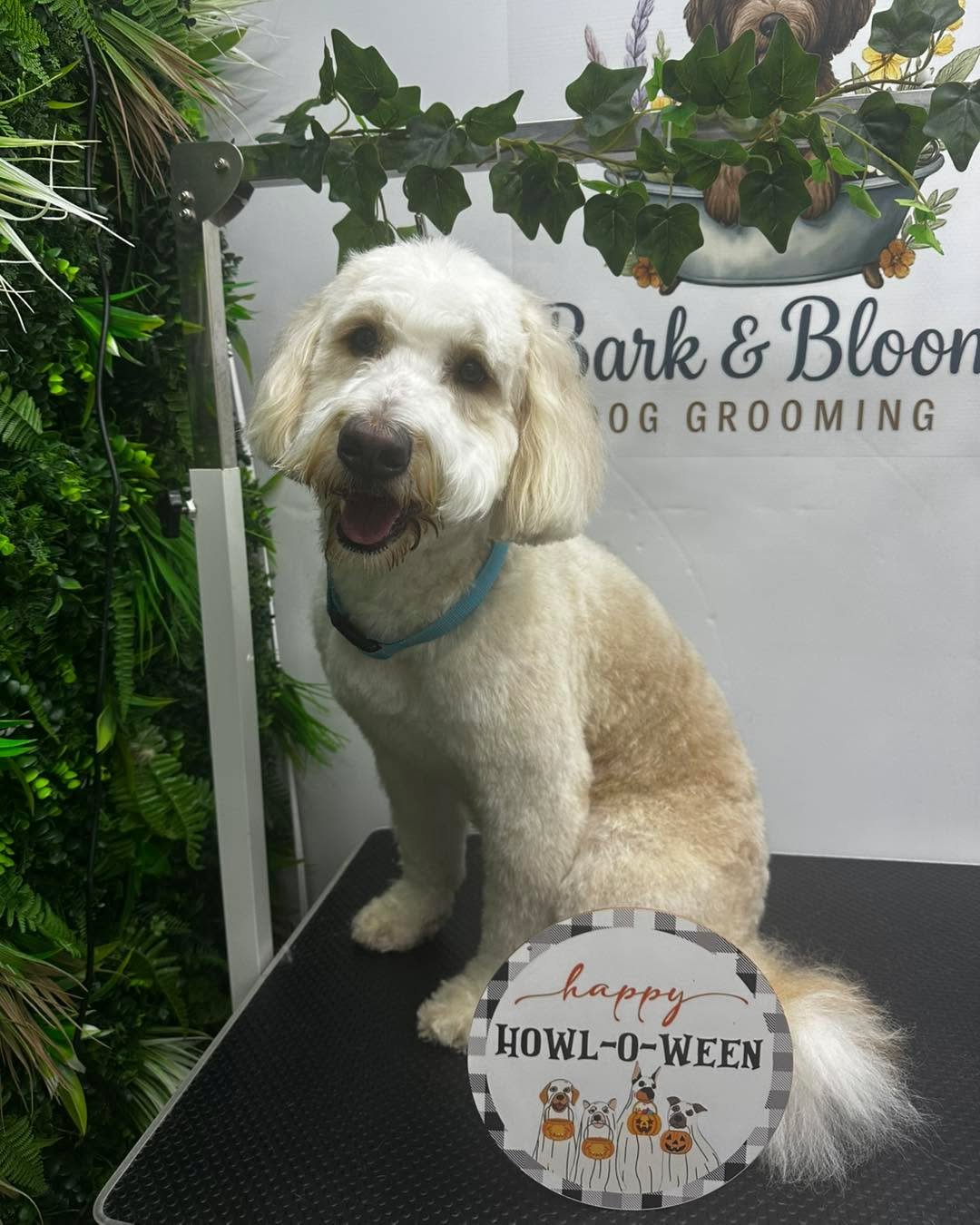 Halloween has arrived at Bark &amp; Bloom 🎃

Boris the bernadoodle - what a handsome chap he is 💜

 #doggroomersofinstagram #doggroomer #maidstonebusiness #MaidstoneDogGroomer #MaidstoneDogGroomer #doggroomingmaidstone #DogGrooming #maidstonedoggro