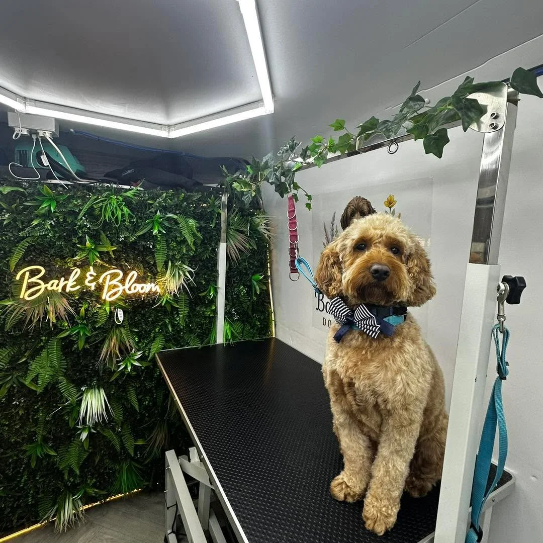 DID YOU KNOW WE OFFER PICK UP &amp; DROP OFF? 🚗🐶

No car? Busy schedule? Not keen on those dark afternoons rolling in? 

Bark &amp; Bloom has you covered!

On selected days, I can collect your dog from home, treat them to some one to one grooming a