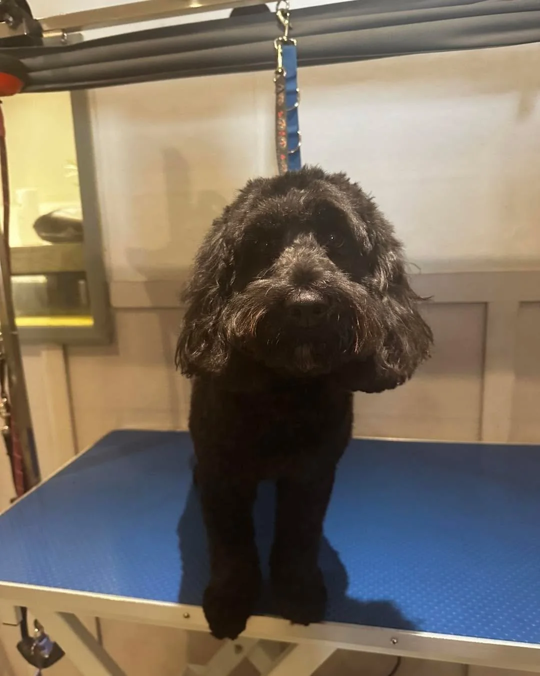Poppy 💜

📍 Langley, Maidstone
📞 07712 805245

#doggroomersofinstagram #doggroomer #maidstonebusiness #MaidstoneDogGroomer #DogGroomerKent #doggroomingmaidstone #DogGrooming #maidstonedoggroomers