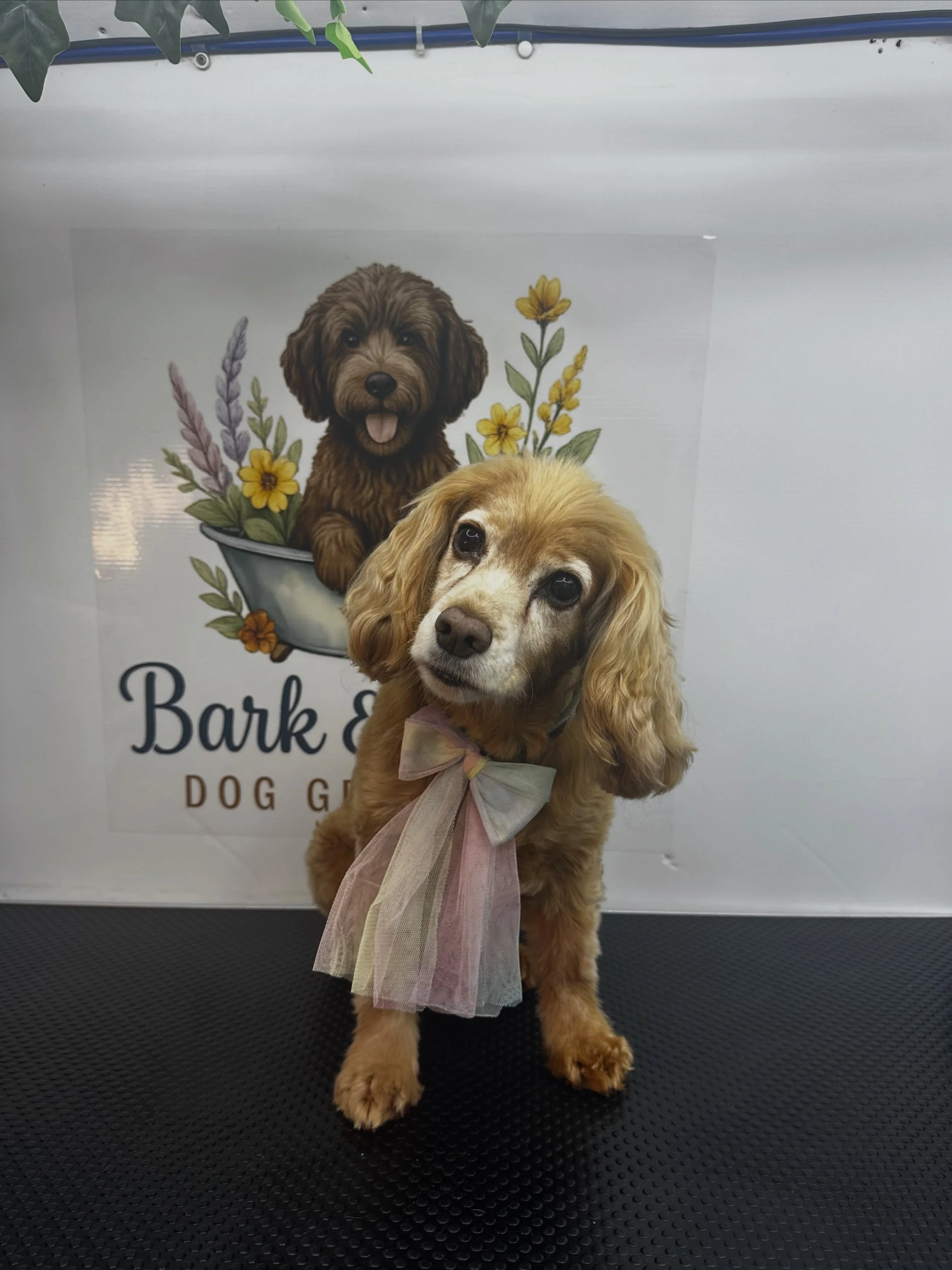 Ms Bella in for a bath and blow dry 💜