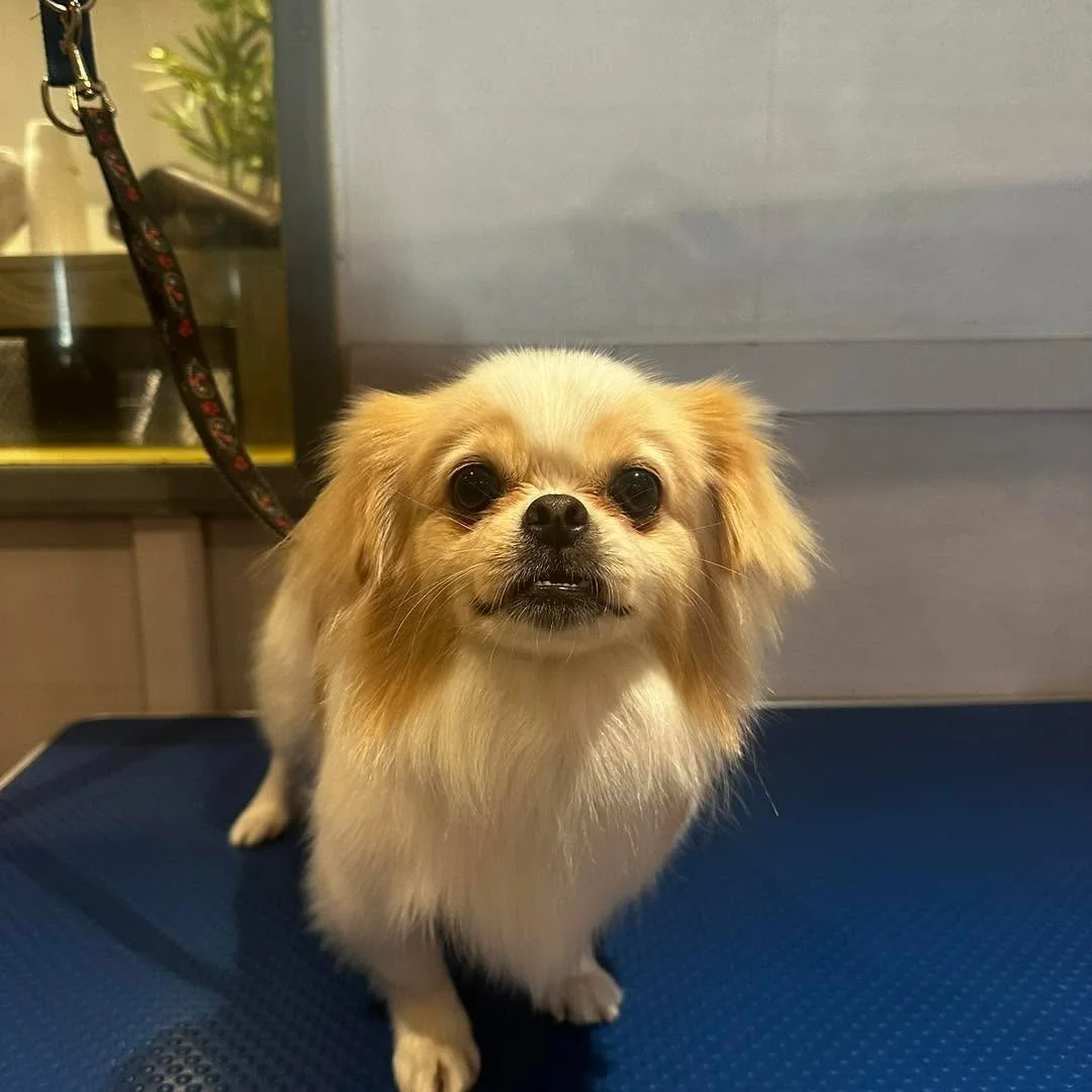 A little face you don&rsquo;t see every day 🐶

Say hello to this adorable Pekingese who came for a full groom

A lovely little girl to have in 💜

📍 Langley
📞 07712805245

#doggroomersofinstagram #doggroomer #maidstonebusiness #MaidstoneDogGroomer