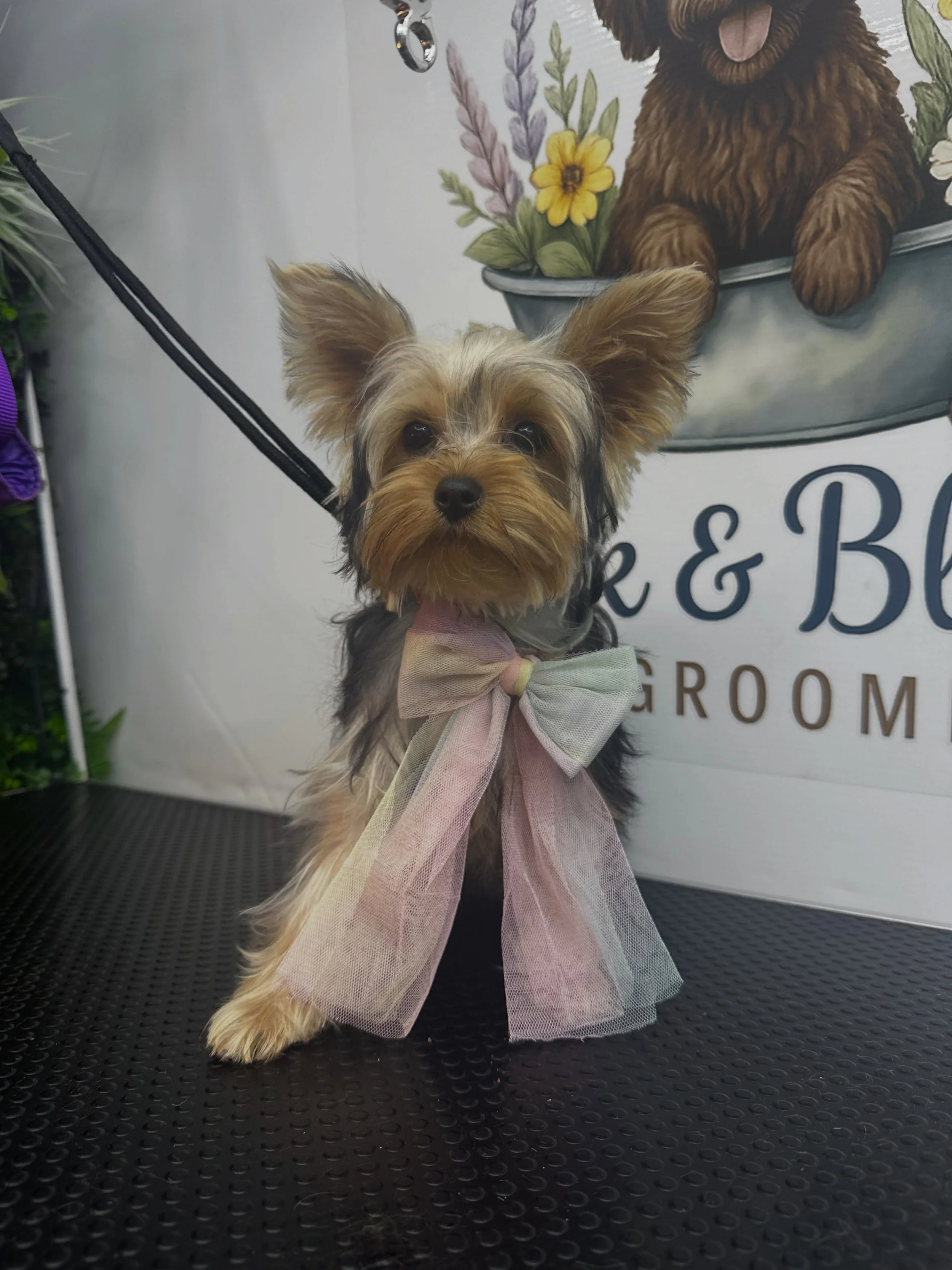 Ms Molly in for her second puppy groom 💜

Mollys owners are doing a fabulous job of getting her used to the grooming process at home too, meaning future grooming and vet visits won&rsquo;t be as scary for this little girl