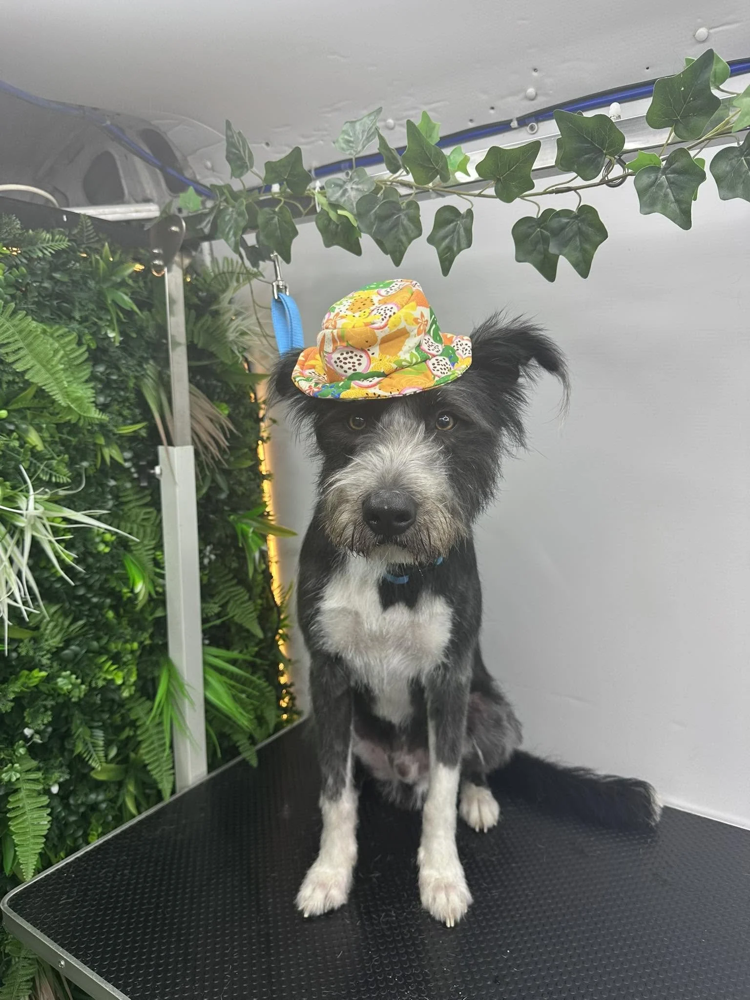 A black and white puppy with a colorful hat sitting on a grooming table surrounded by green plants.