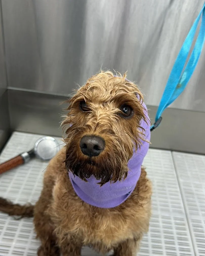A wet brown dog with a purple towel around its neck sitting on a metal surface, looks up at the camera, with a blue leash attached.
