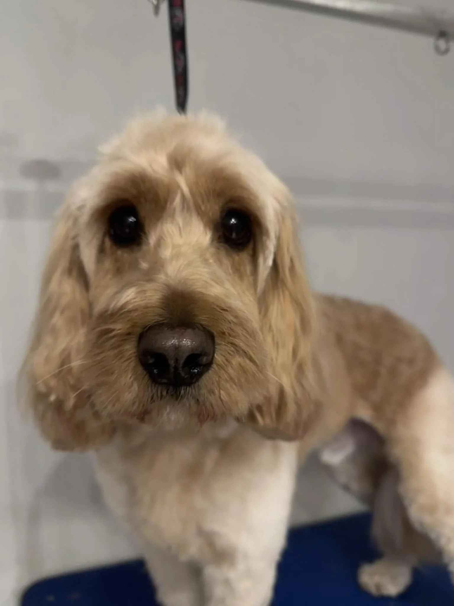 Close-up of a tan-colored puppy with floppy ears and dark eyes, standing on a blue surface in front of a white wall with a metal bar.
