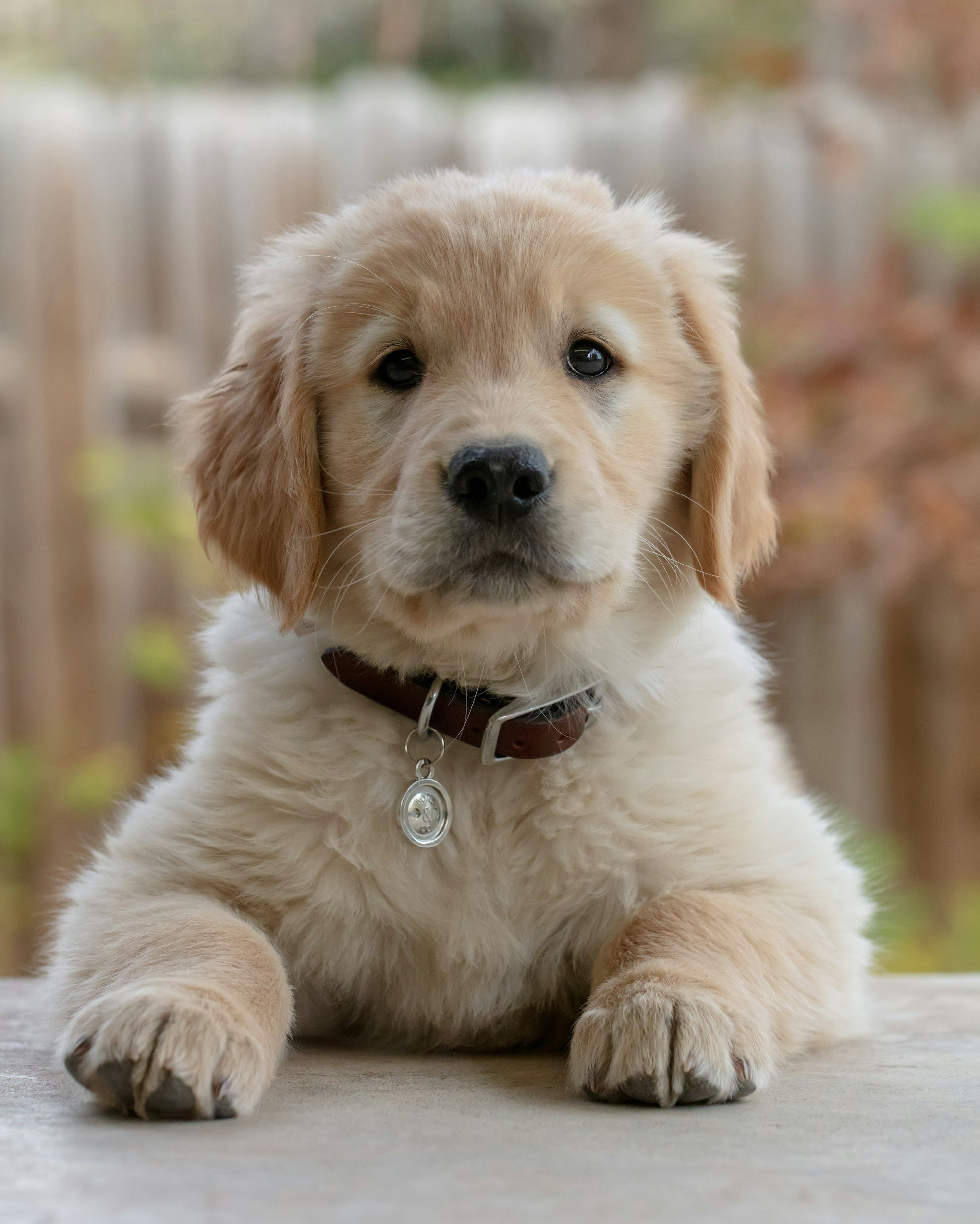 Golden retriever puppy with brown color facing camera