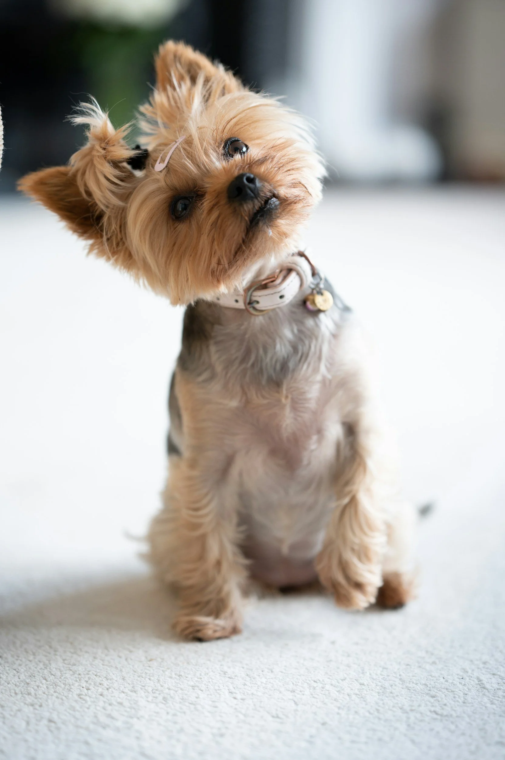 Yorkie with pony tail on top of head, tilting head and looking upward