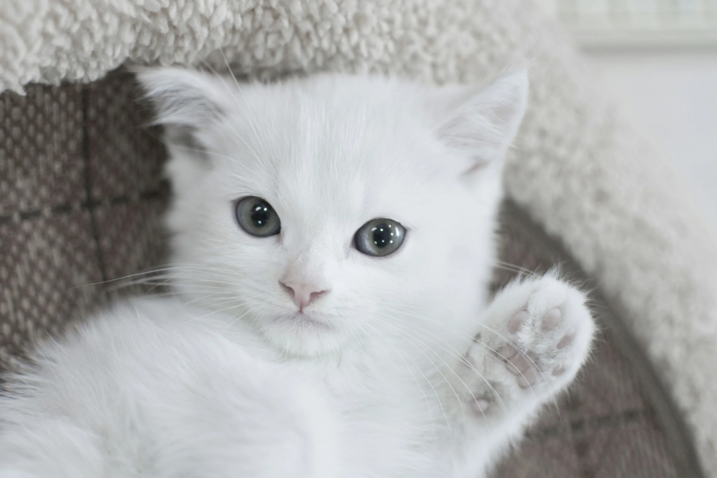 white kitten belly up, facing the camera sitting in a baskey