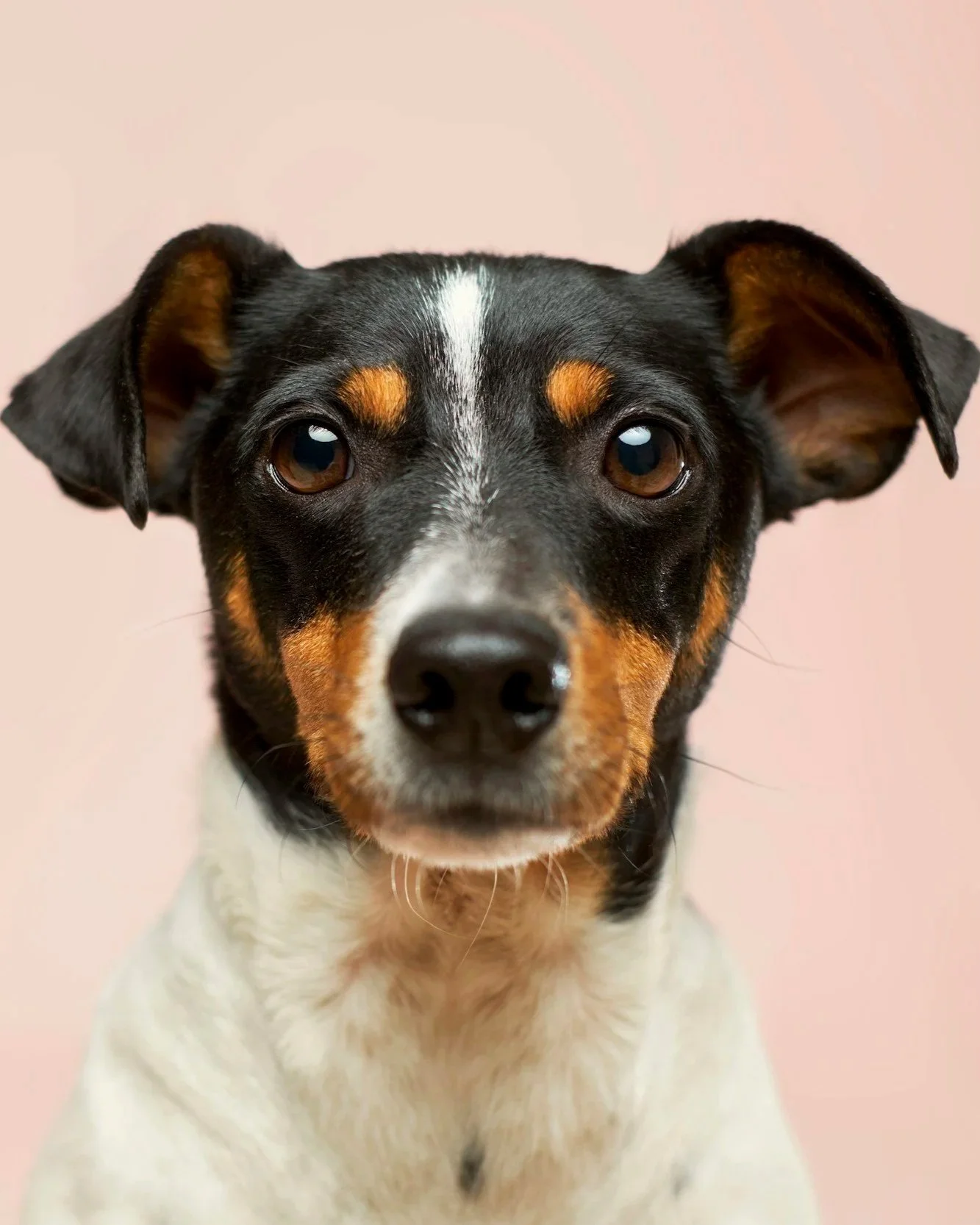 Tri colored jack russel terrier facing straight at the camera