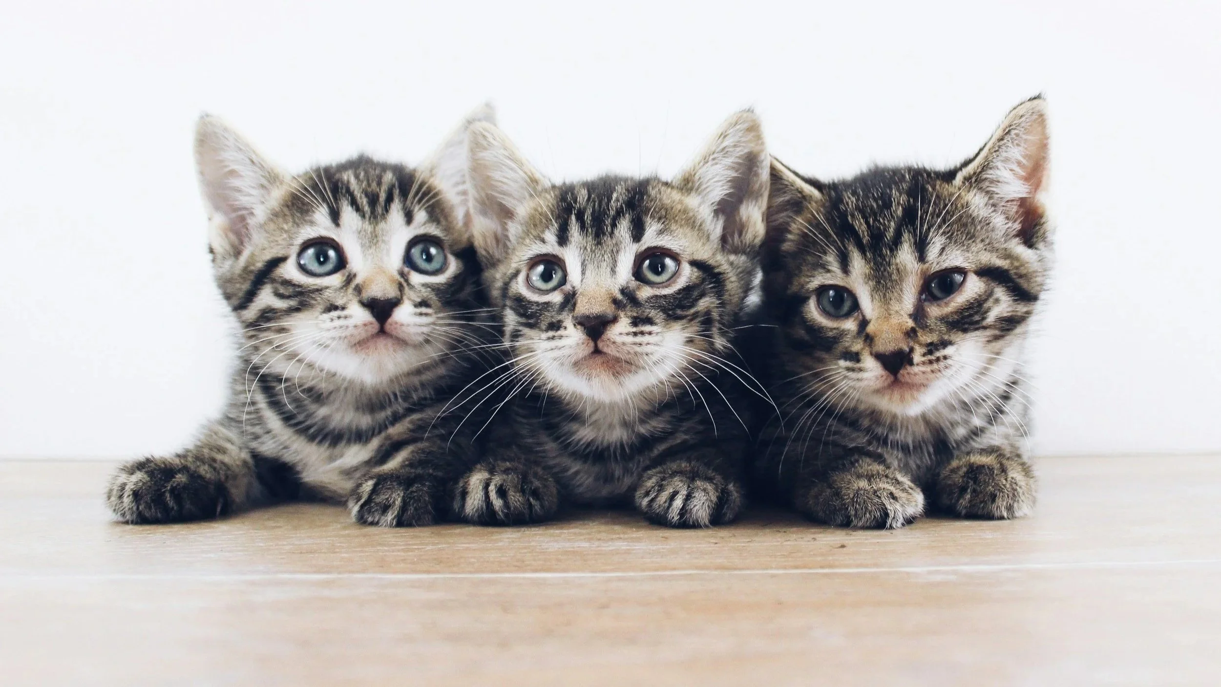 Three tiger kittens facing the camera, looking around