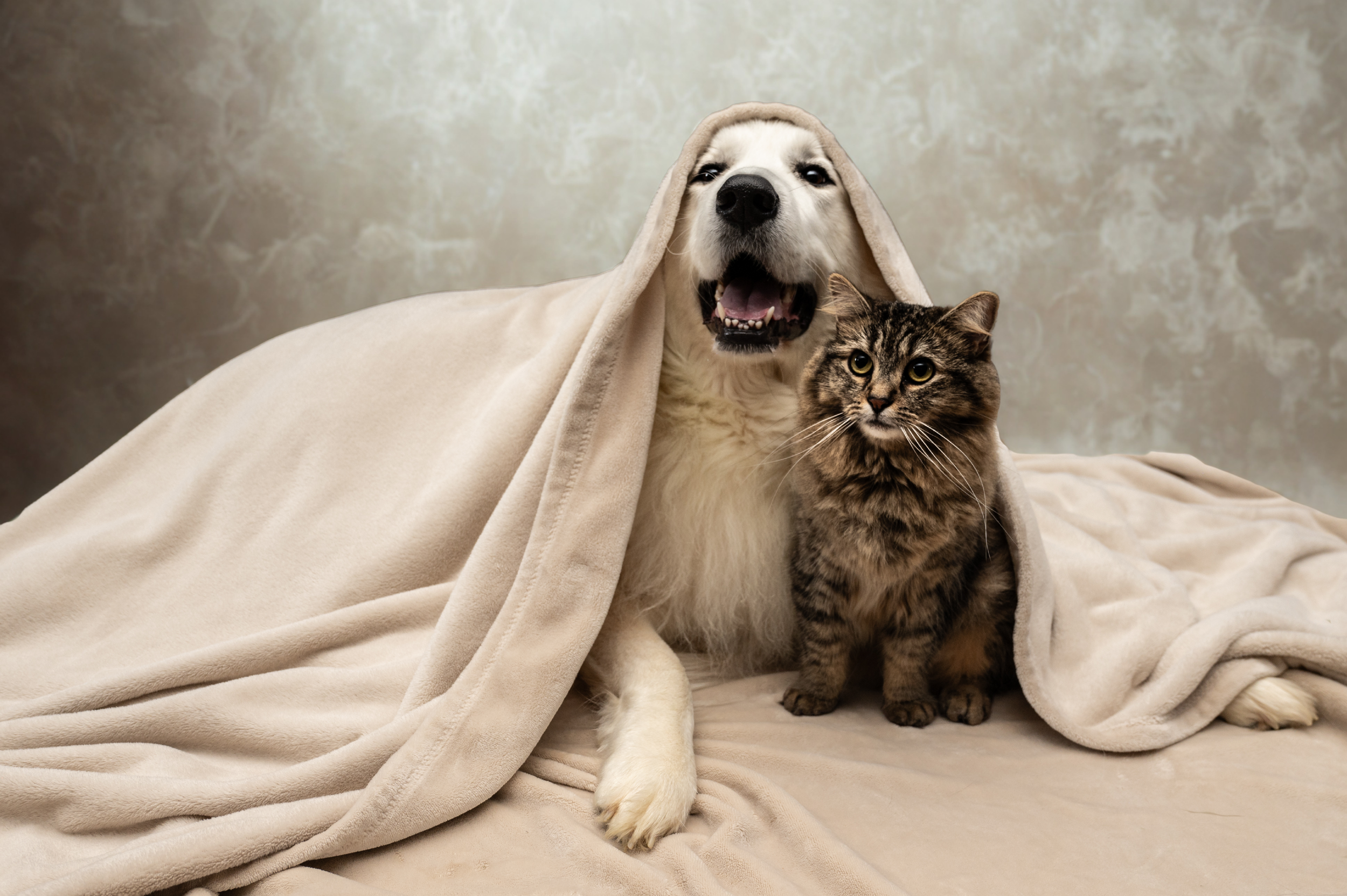 Dog and cat with blanket over their heads