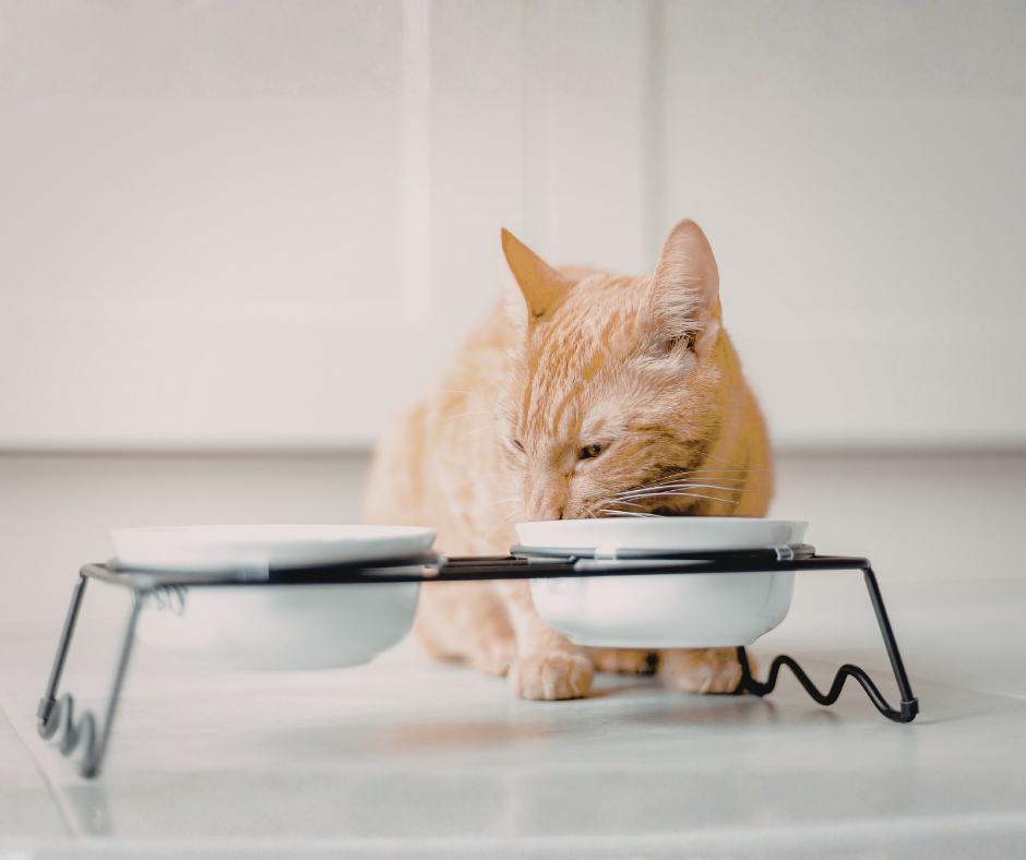 An orange tabby cat eating from a white pet food bowl on a black metal stand.