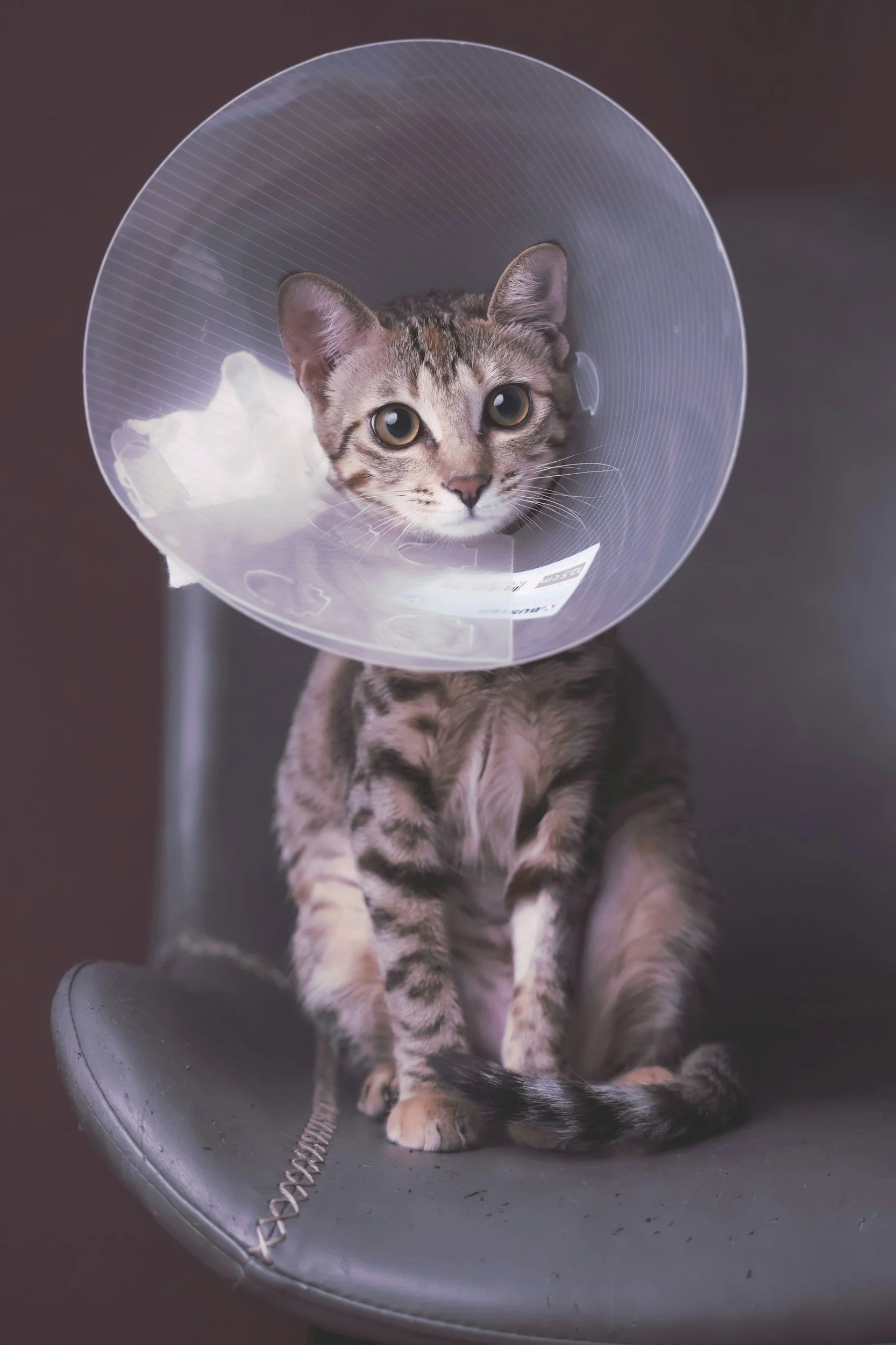 A kitten with a striped fur coat wearing a plastic cone collar sitting on a gray chair, looking directly at the camera.