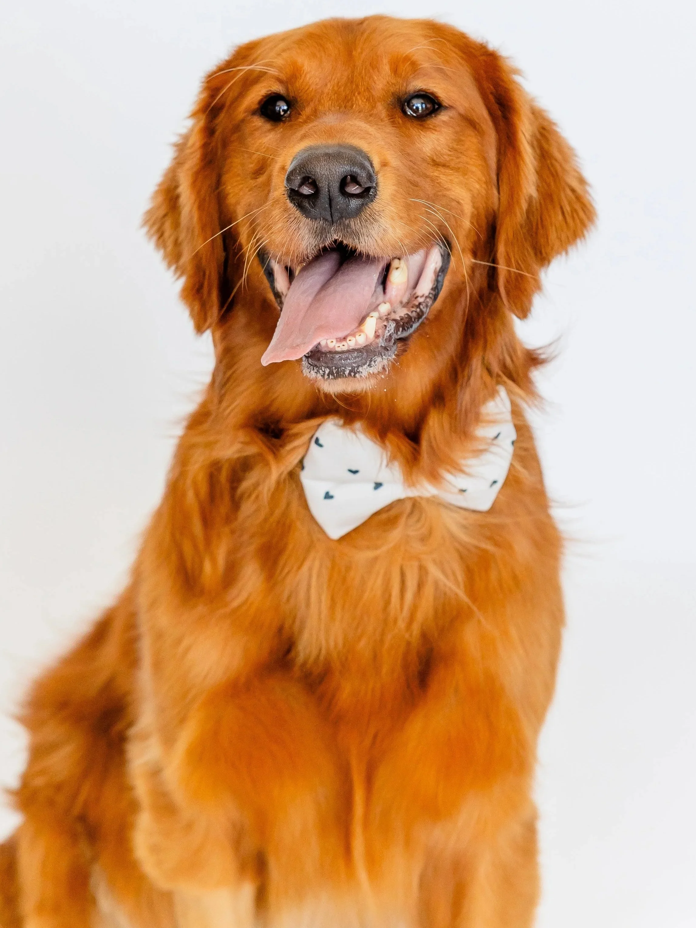 Frankie, golden retriever with bowtie and smile
