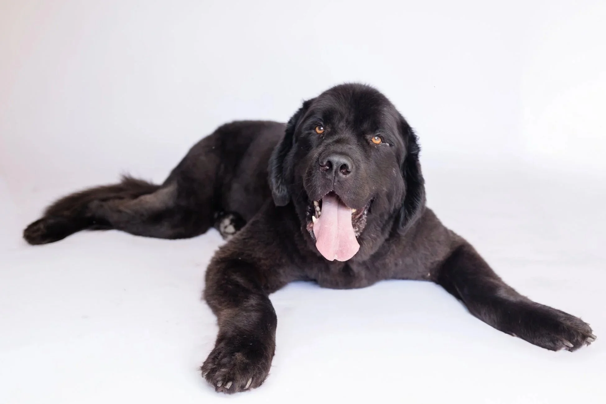 Black Newfoundland, laying sprawled out facing the camera