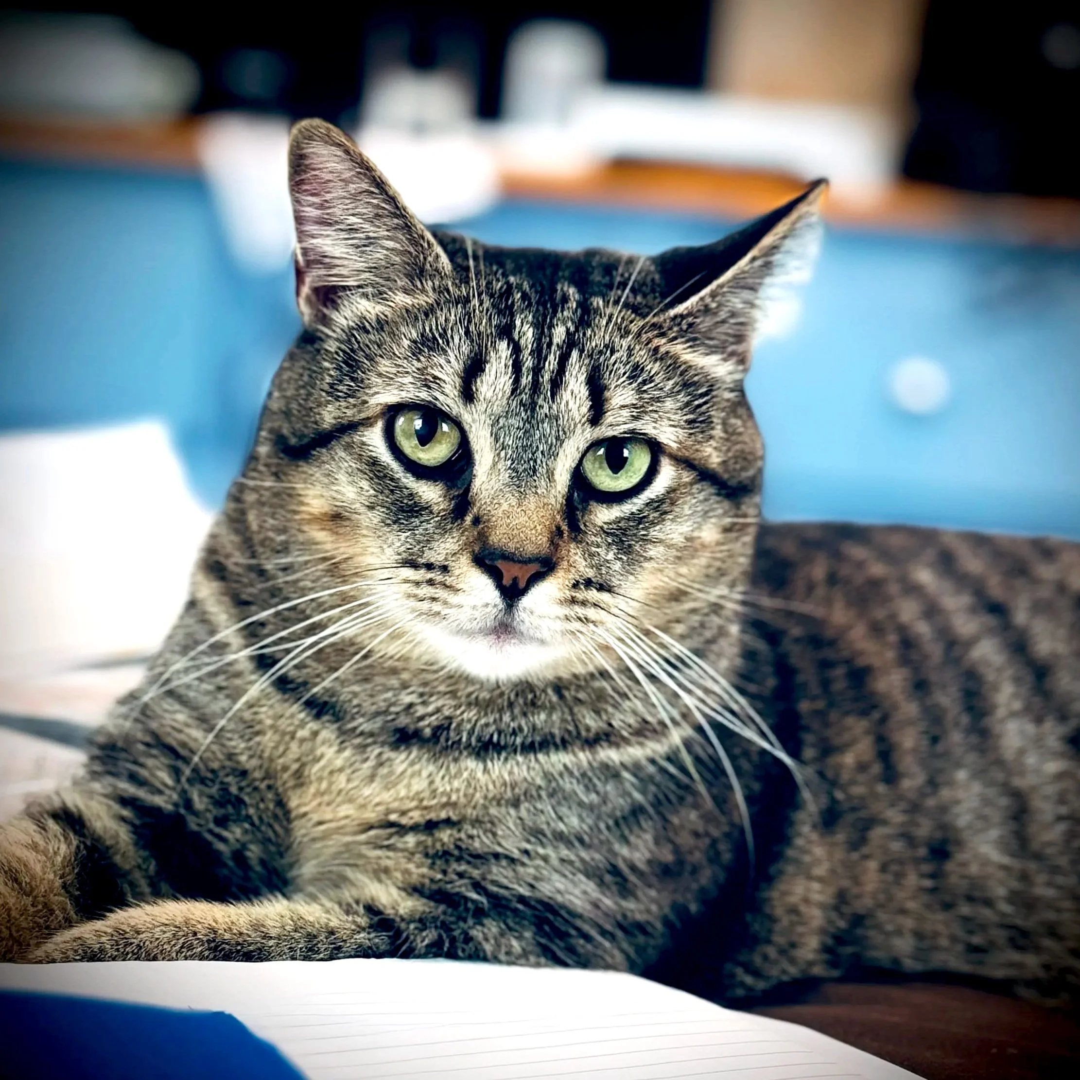Tiger cat sitting on open book facing the camera