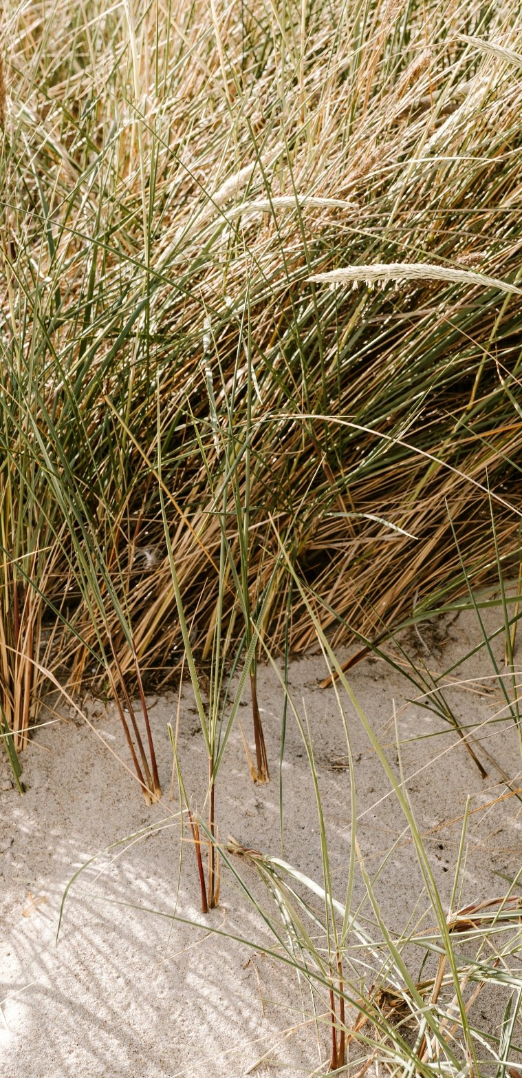 Tall grass growing on a sandy beach with sea oats and other dune vegetation.