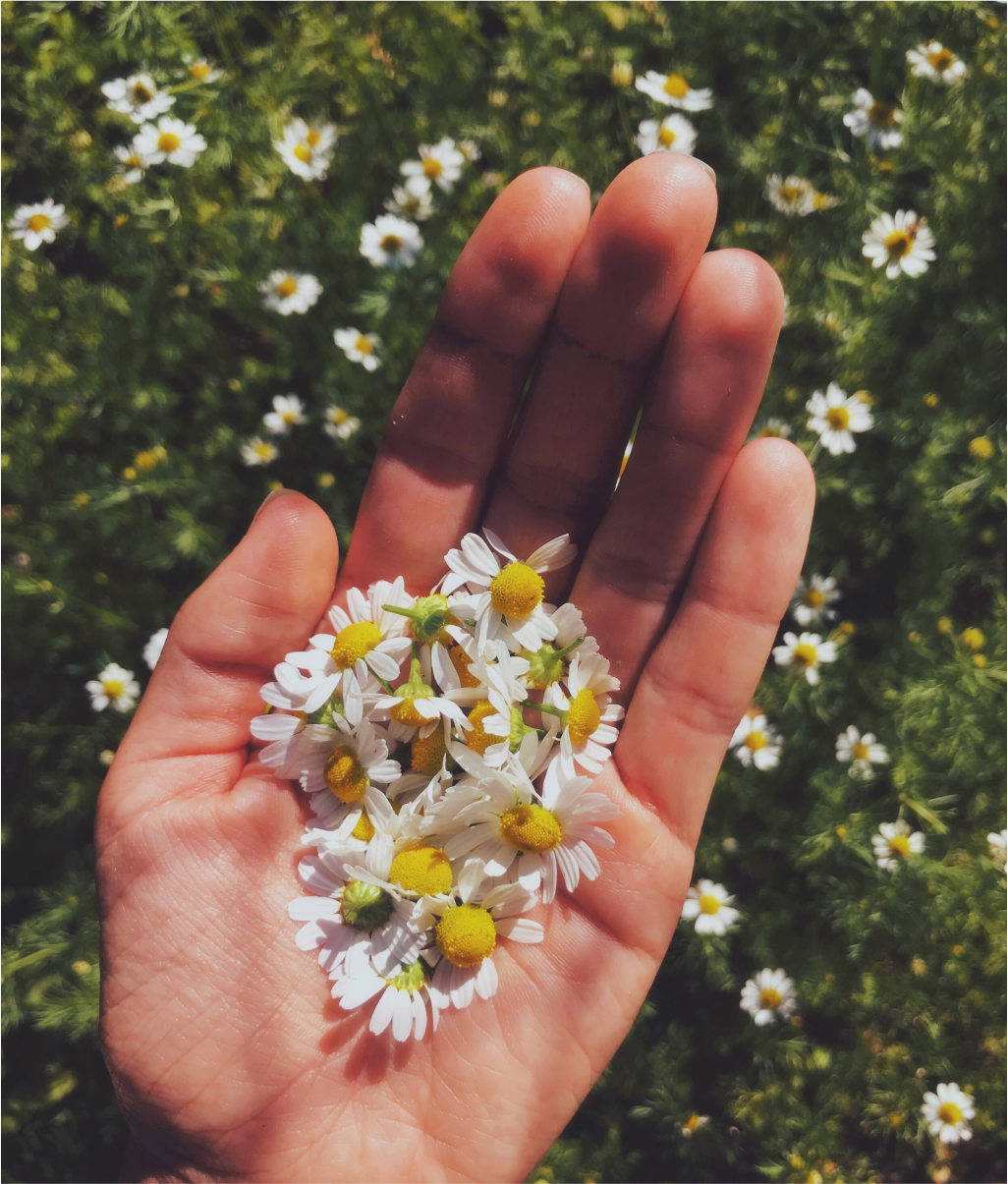 studio domka-client stories-naturenurture-moodboard 1.png