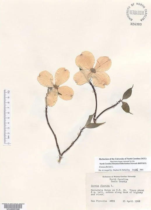 Pressed Flower Round-Up