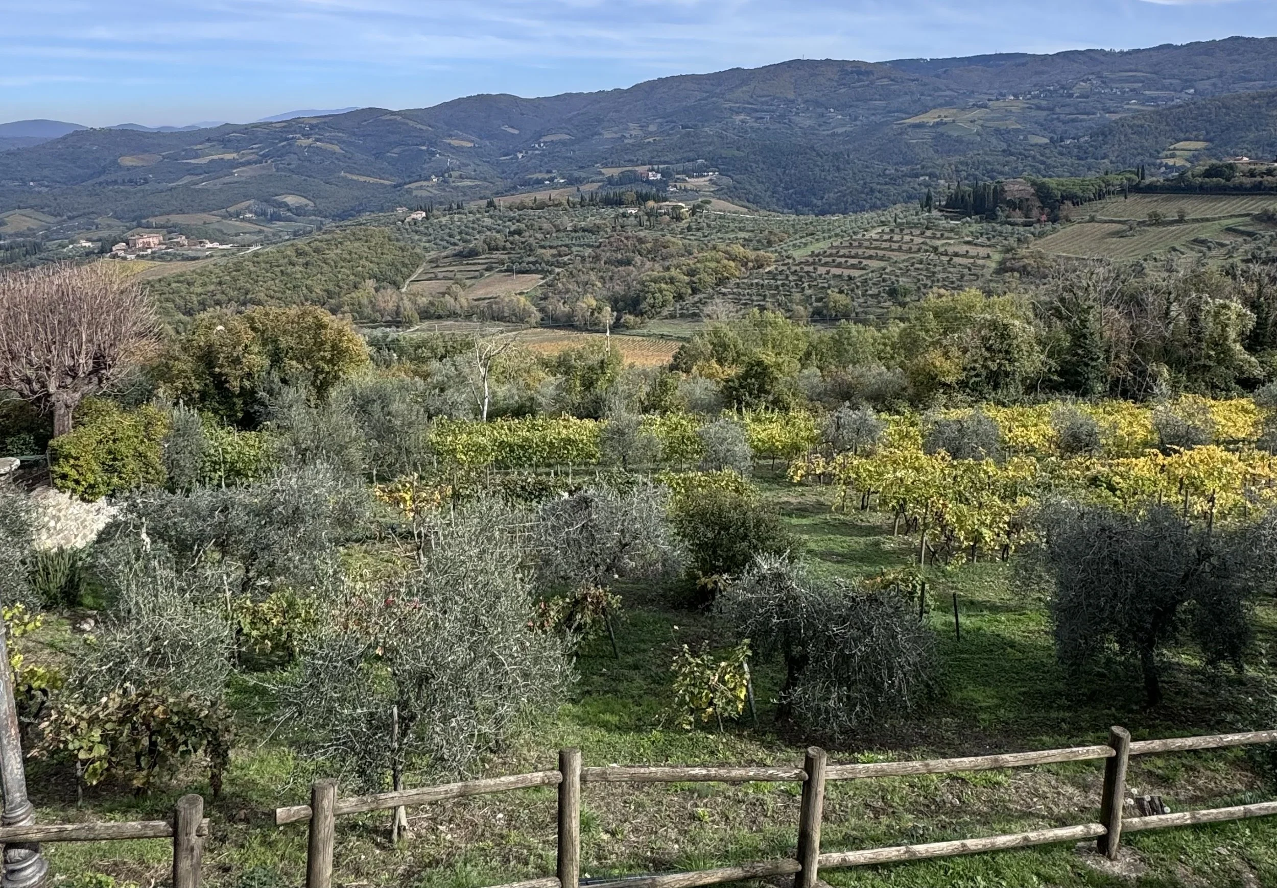 Scenic view of rolling hills with vineyards, olive trees, and lush greenery in a countryside landscape under a clear blue sky.
