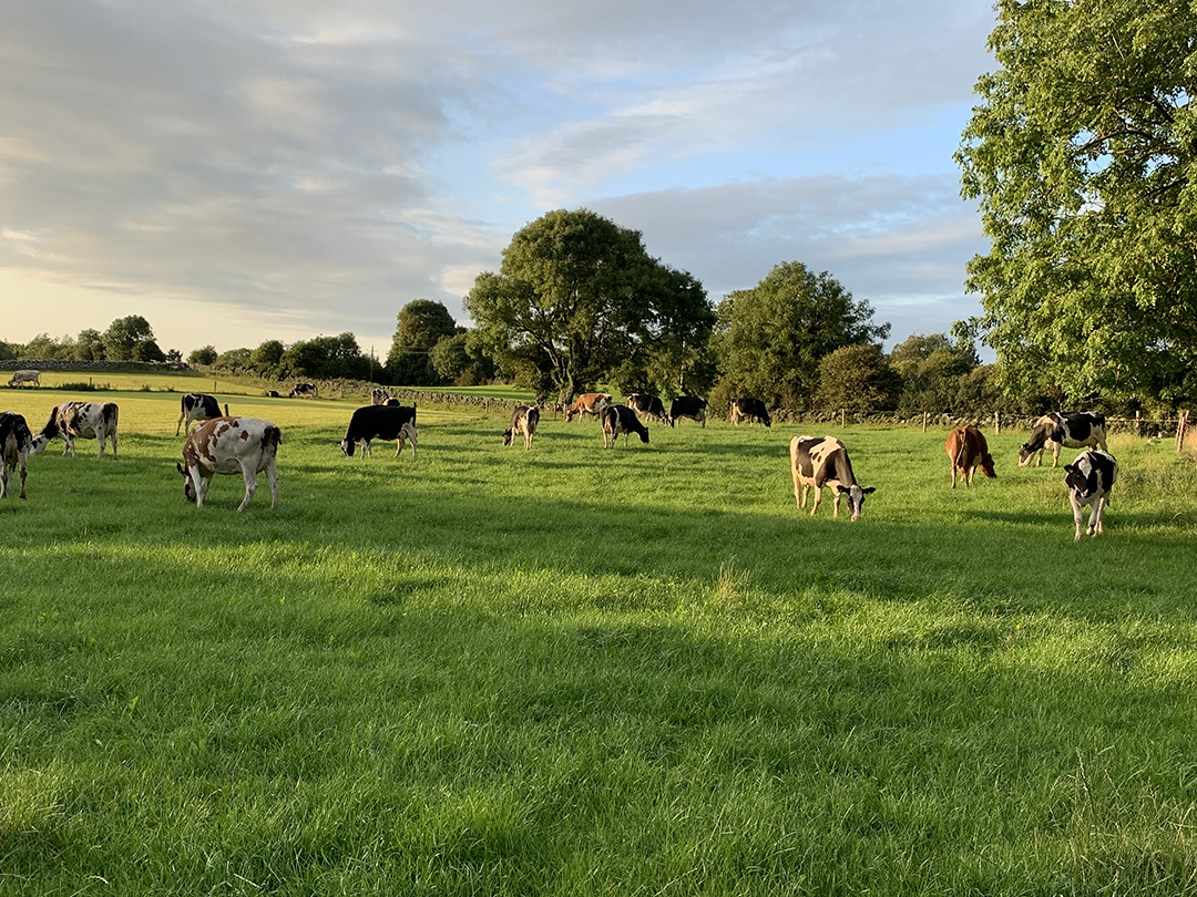 cows galway ireland