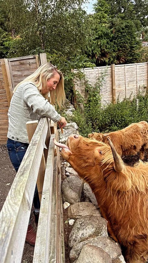 highland cows inverness scotland