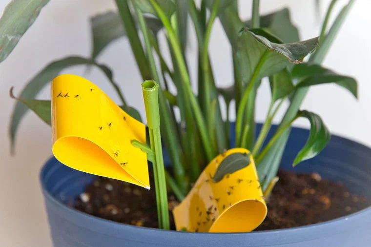 Plant SOS: Fungus Gnats