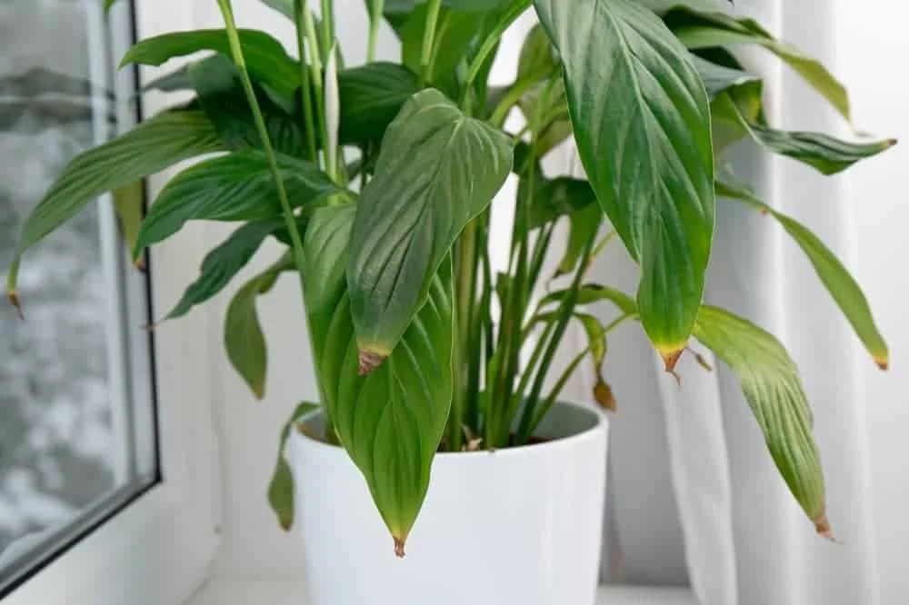 Why Are My Plant’s Leaves Turning Brown? 