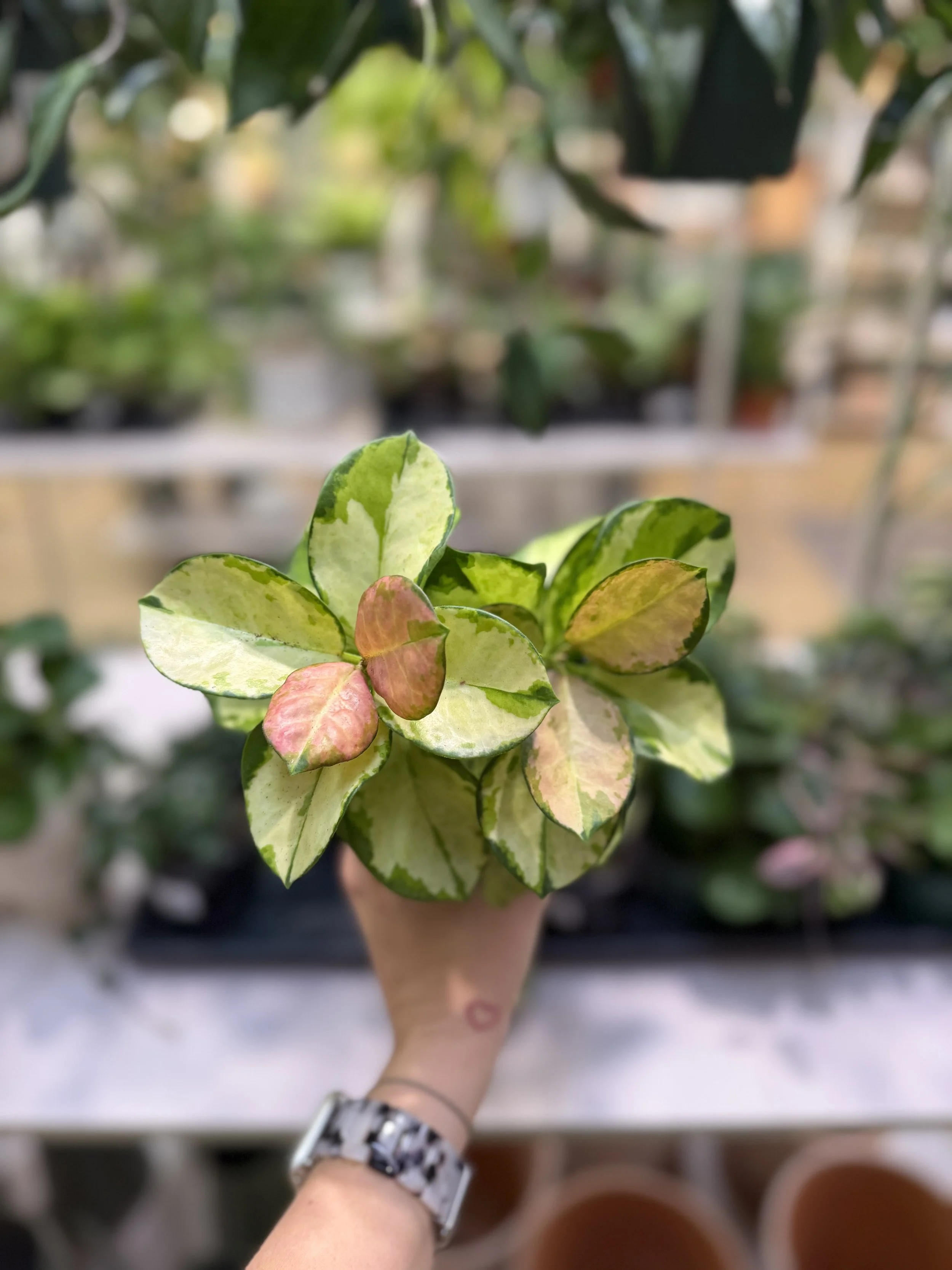 Best Houseplants for Beginners
