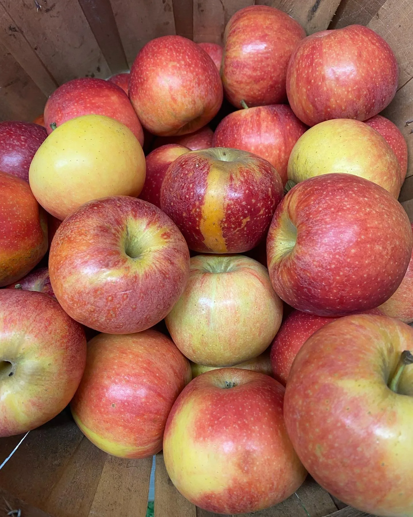 A basket of fresh Red Delicious apples with a few yellow apples mixed in.