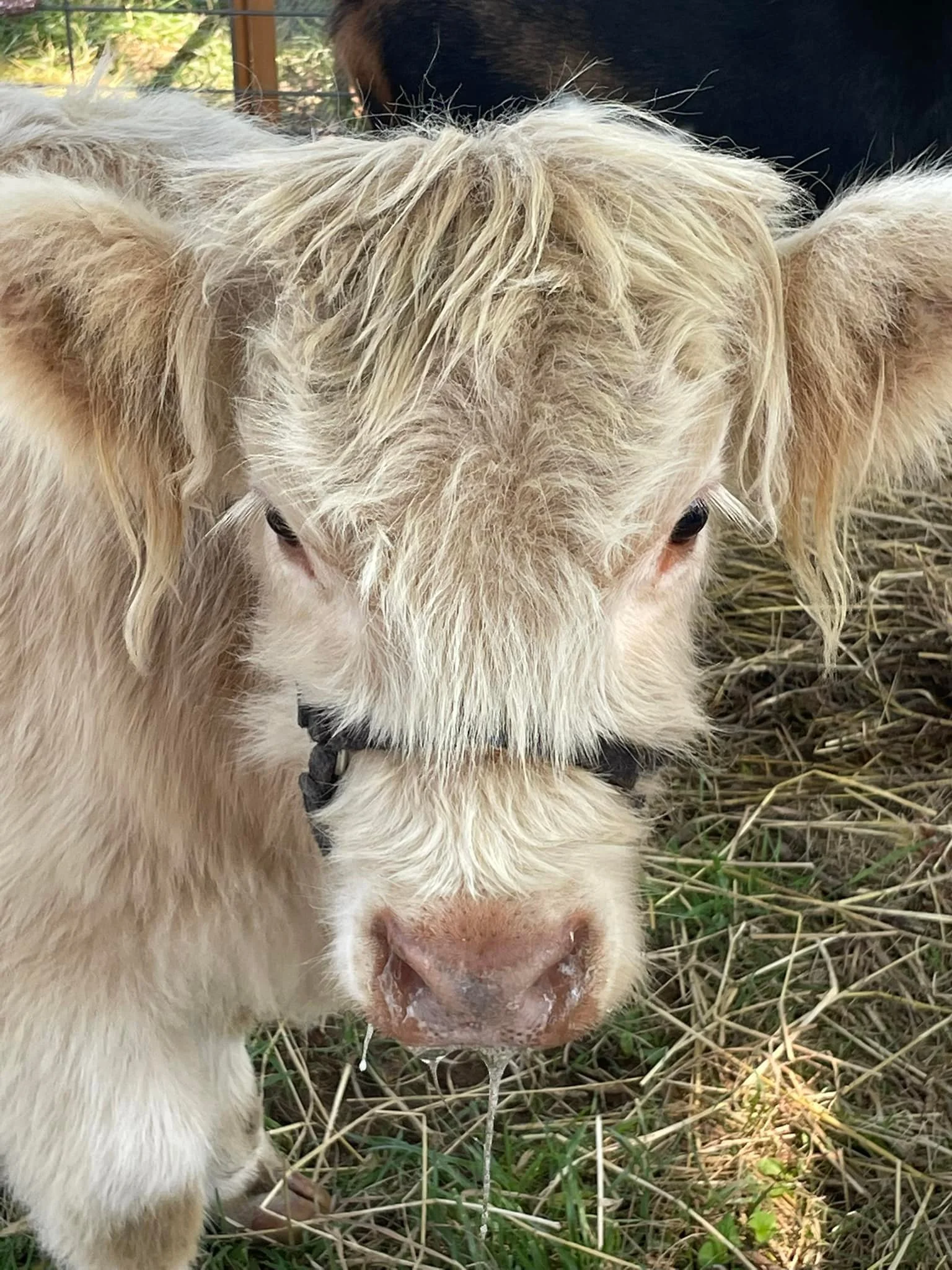 Close-up of a young cream-colored cow with drooping ears and a wet nose, standing on grass with hay scattered around.