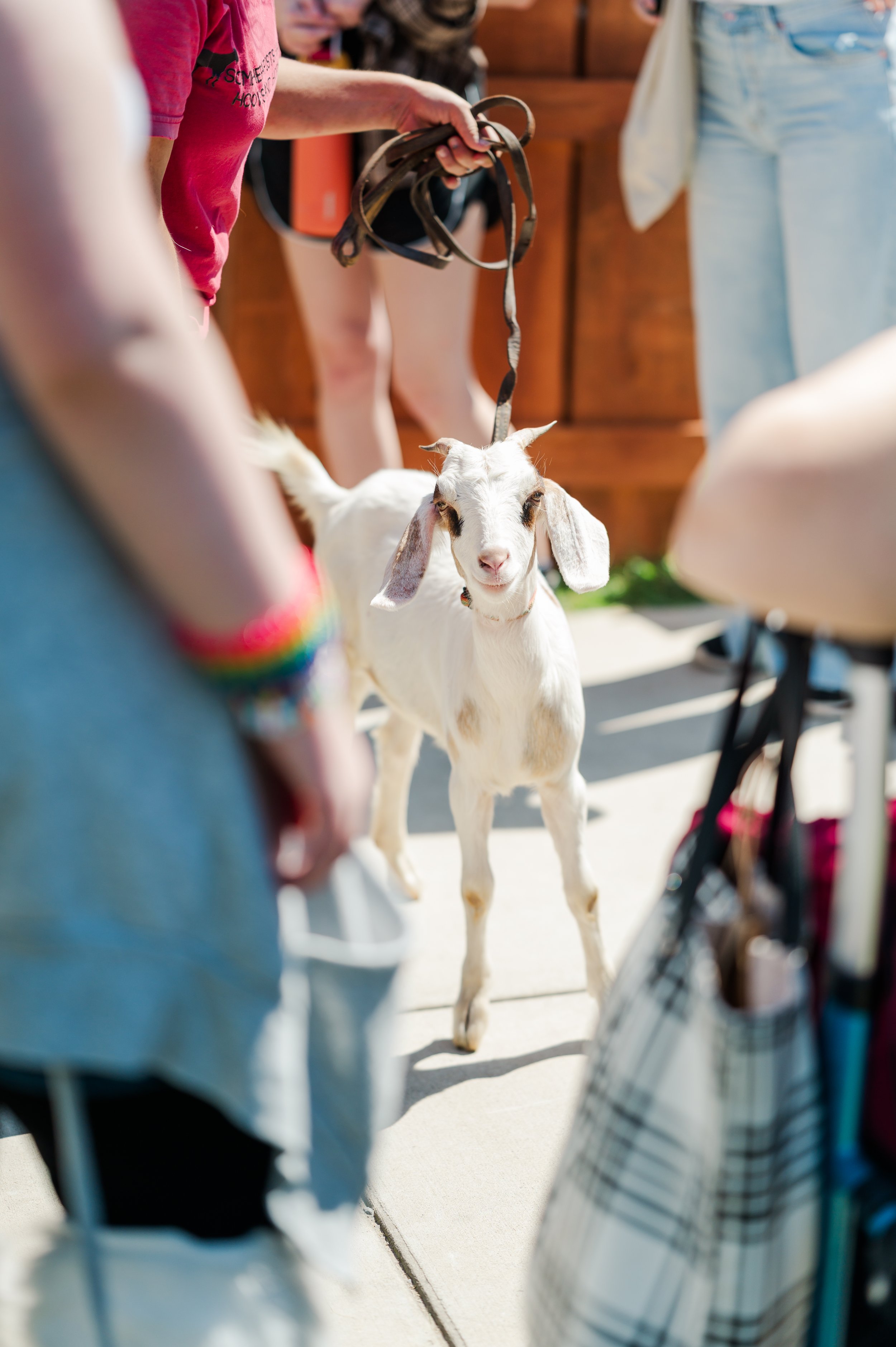 A young goat standing on a sidewalk surrounded by people, with one person holding its leash, during daytime.
