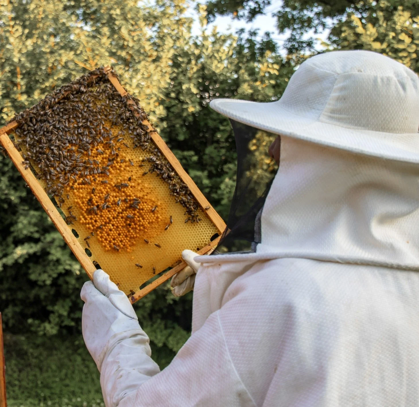 Honey: Why it’s a delicious and  healthy alternative to sweeten your meals
