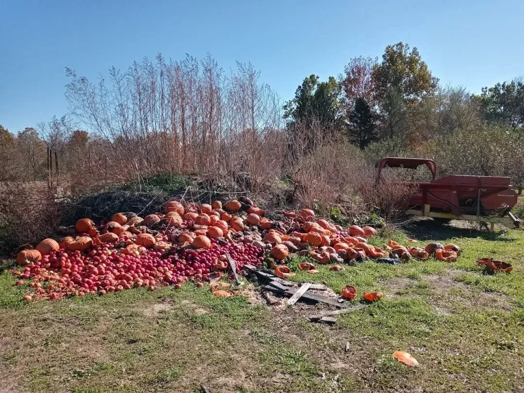 Eco-Friendly Farming Practices Used in Hidden Valley Orchards