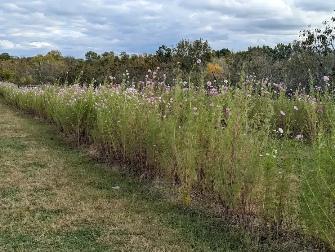 Local's Guide to Hidden Valley Orchards | Seasonal Delights in Lebanon
