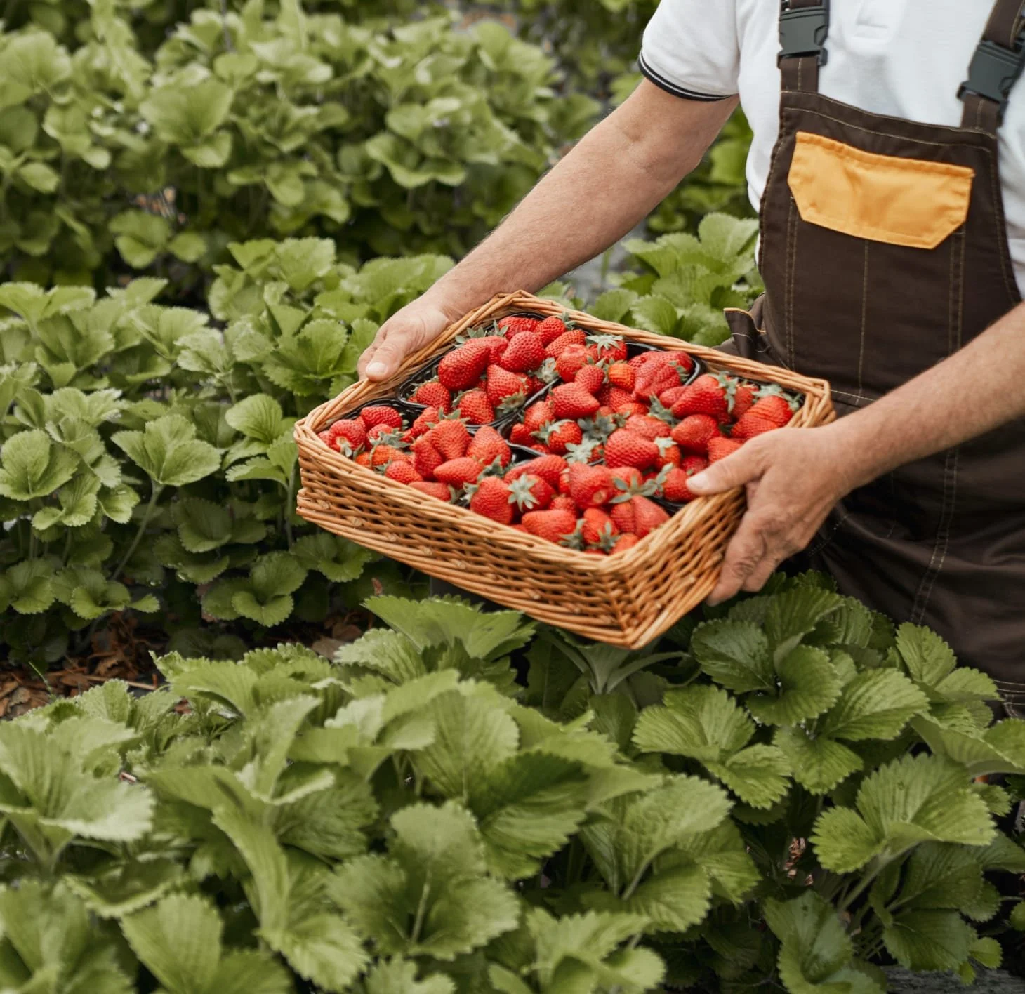 4 Delicious fruits that are very healthy for your diet