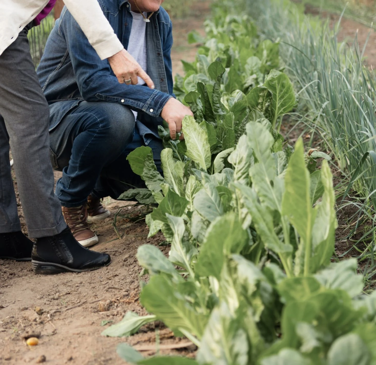 Planning and planting your first vegetable garden