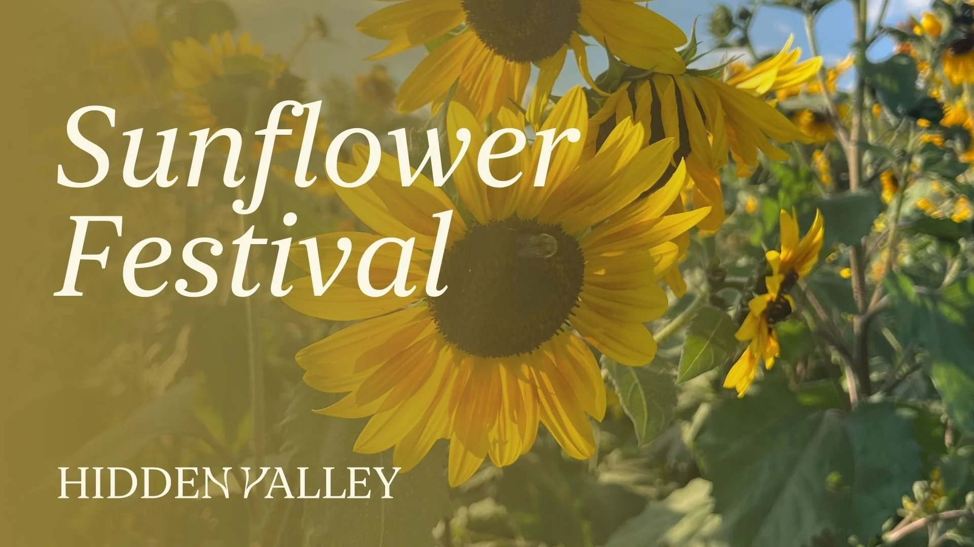 Sunflower Festival