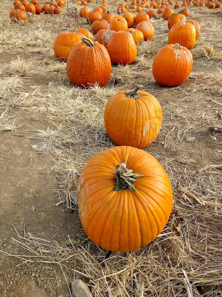Pumpkin Varieties You Should Know: A Guide to the Best Types