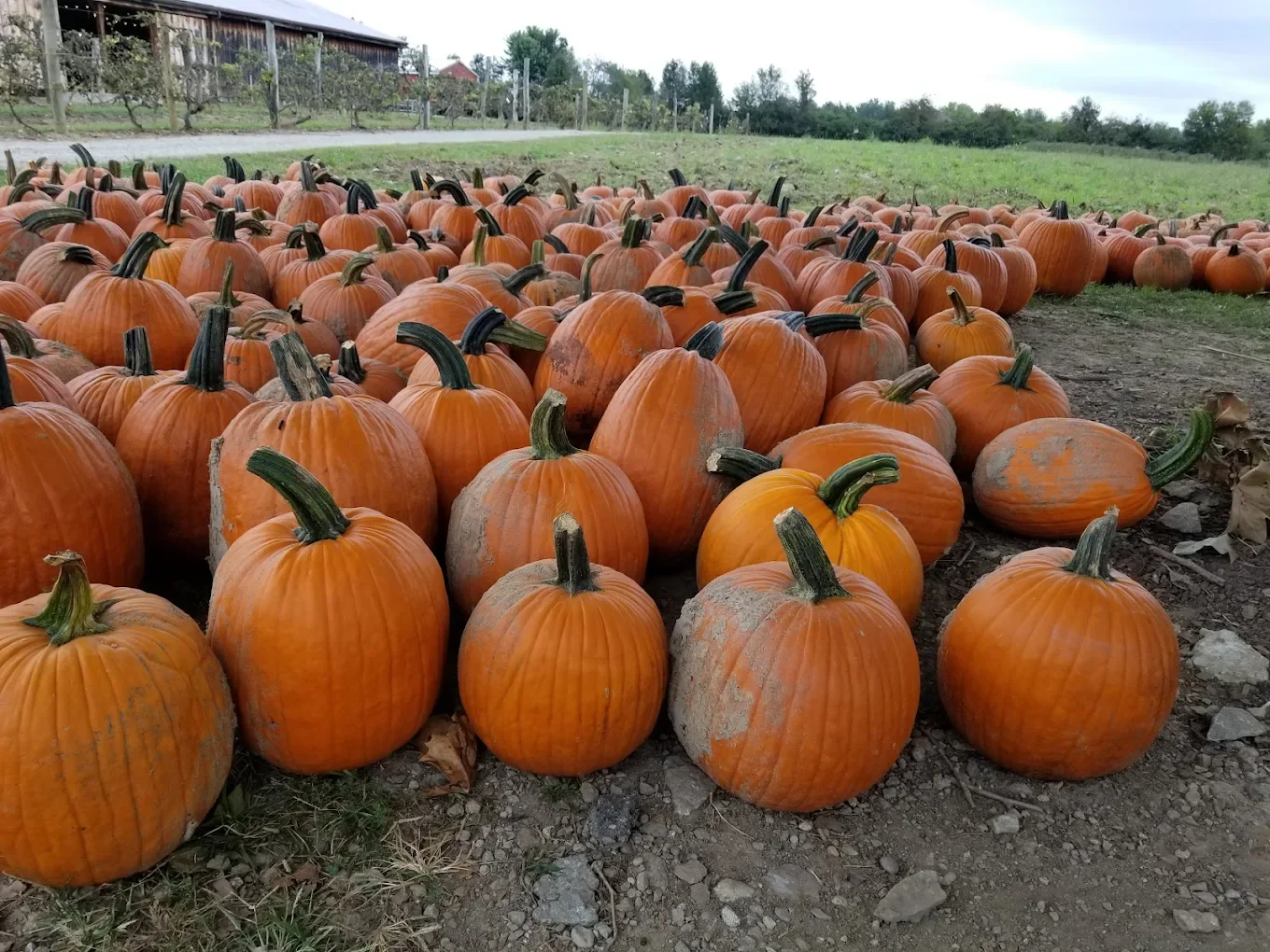 The Environmental Benefits of Organic Pumpkin Farming