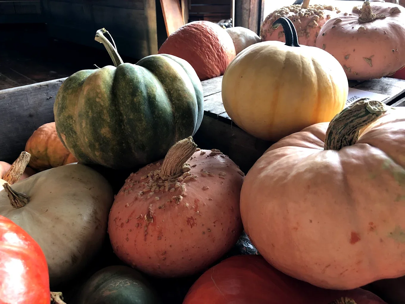 How to Store Pumpkins for the Longest Shelf Life