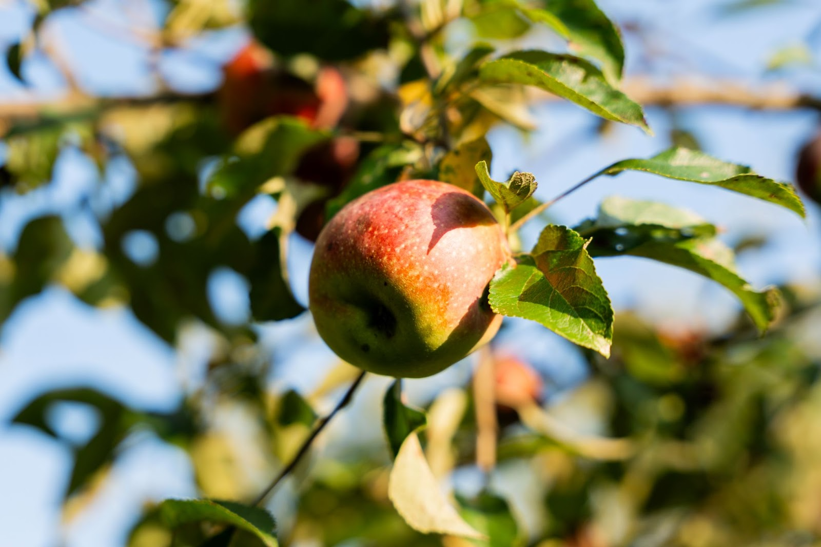 How Farmers Decide When Apples Are Ready to Harvest