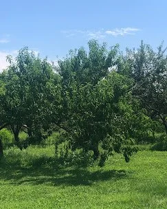 How Long Do Fresh Orchard Apples Really Last?