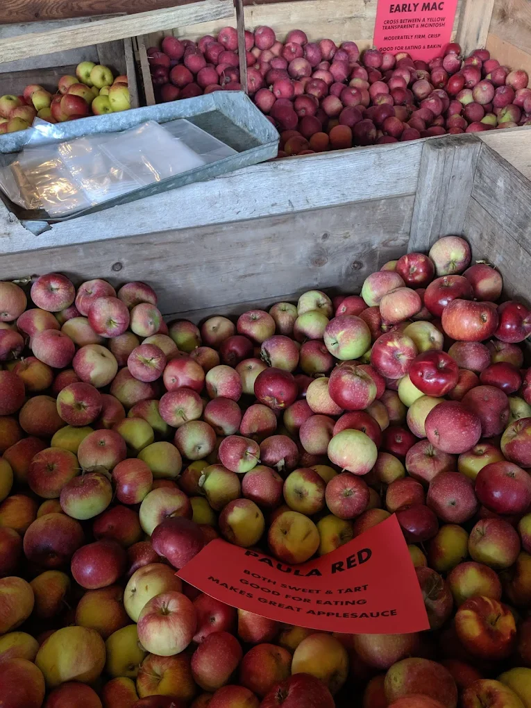 The Role Apples Play in American Food Traditions