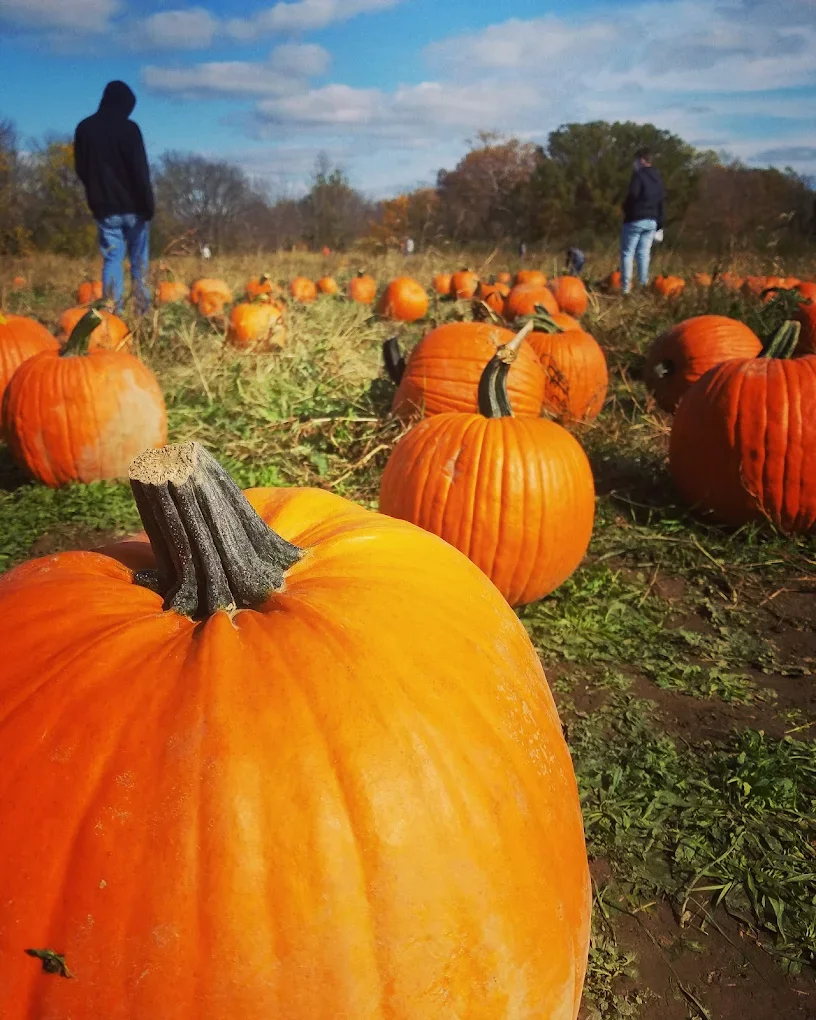 Do Apple Picking AND Pumpkin Picking in One Trip: