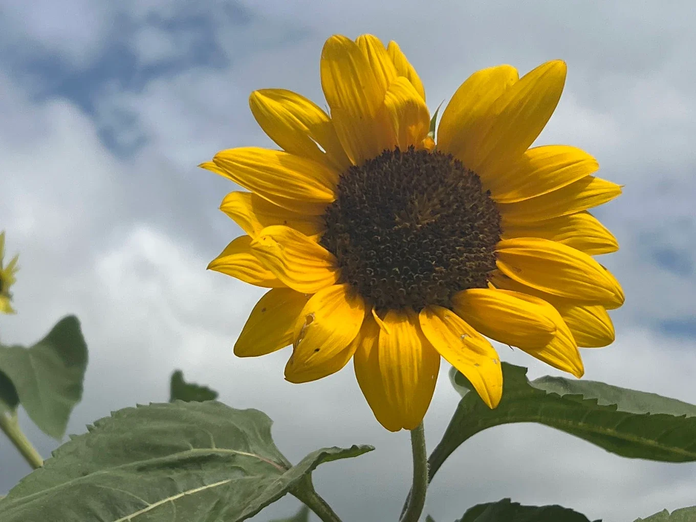 Sunflower Picking at Hidden Valley Orchards: Bloom Dates, Pricing &amp; What to Know Before You Go