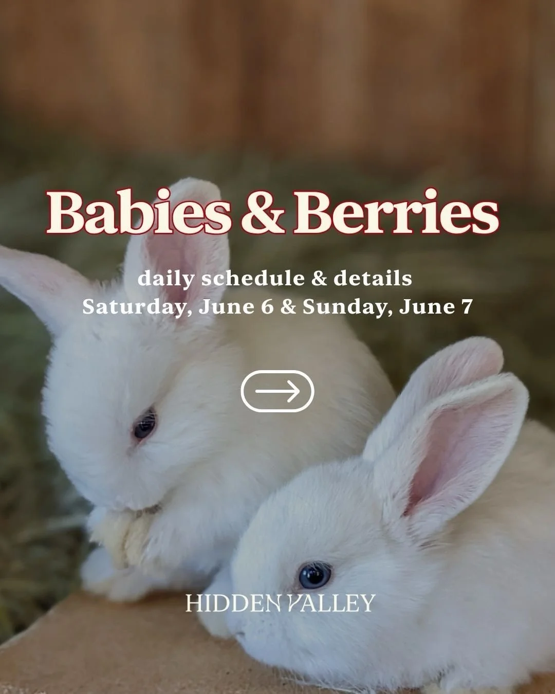 🐮🍓 Babies &amp; Berries is happening THIS SATURDAY &amp; SUNDAY at Hidden Valley Orchards!

Come cuddle baby farm animals, enjoy fresh berry treats, explore the play yard, and experience a fun-filled day on the farm with the whole family. 🌿✨

Chec