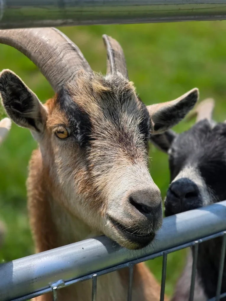 Hidden Valley Orchards’ Petting Zoo: Meet the Animals Before You Visit