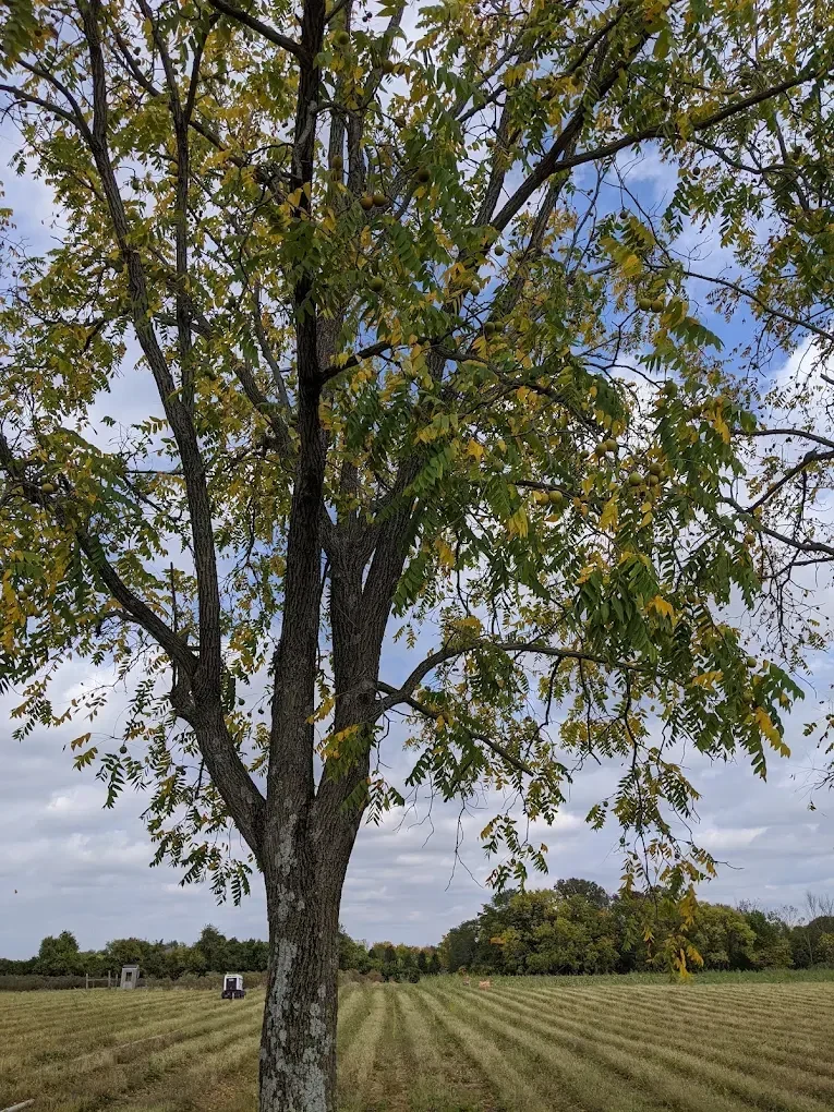 How Apples Grow: From Blossom to Harvest on an Ohio Farm