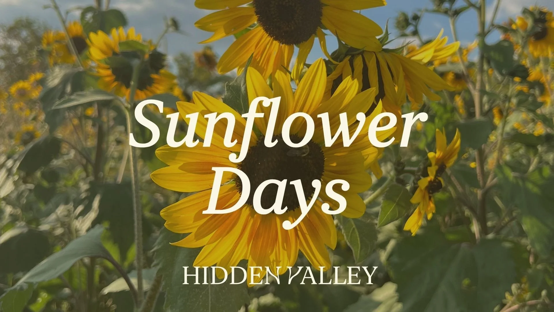 Sunflower Festival
